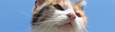 Viimeisimmät twiitit käyttäjältä monsey urgent care (@monseyurgentca1). Veterinary Urgent Care (or Immediate Care) of Truckee ...