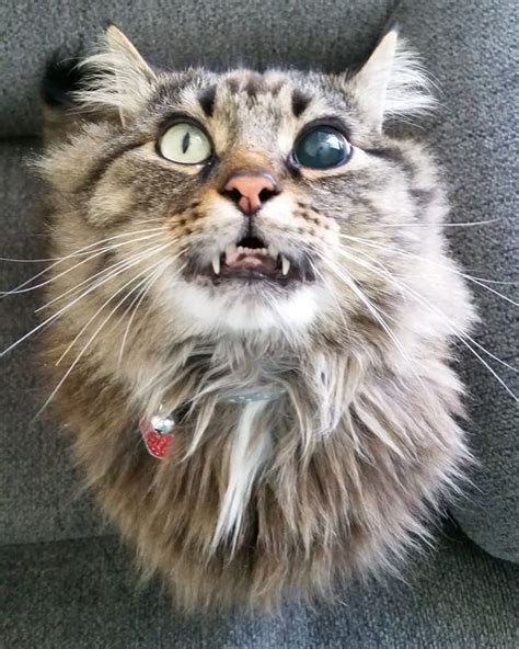20 Photos Of Maine Coon Cats That Will Surely Leave You In Awe Cats
