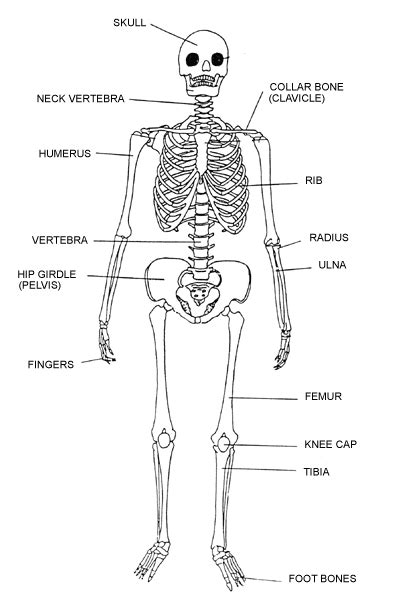 Labeling The Skeletal System K 5 Computer Lab Technology Lessons