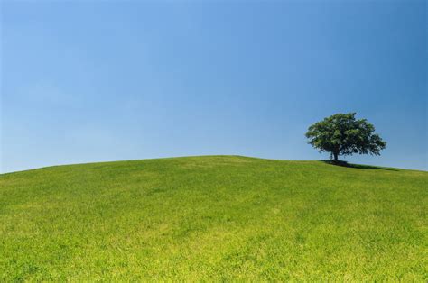 Tree On A Hill Free Stock Photo Public Domain Pictures