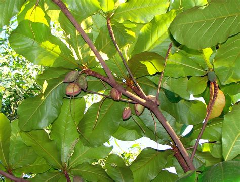 Free Images Branch Fruit Leaf Flower Trunk Ripe Environment