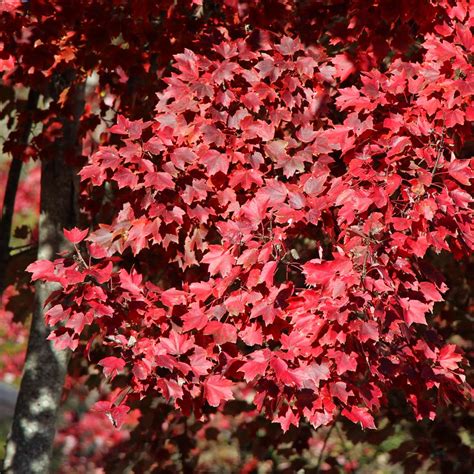 American Red Maple Trees For Sale