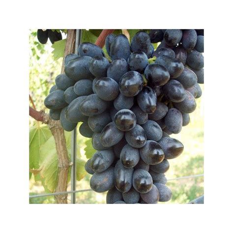 Uva beim führenden marktplatz für gebrauchtmaschinen kaufen. VITE APIRENE NERA - Vivai Frappetta Roma