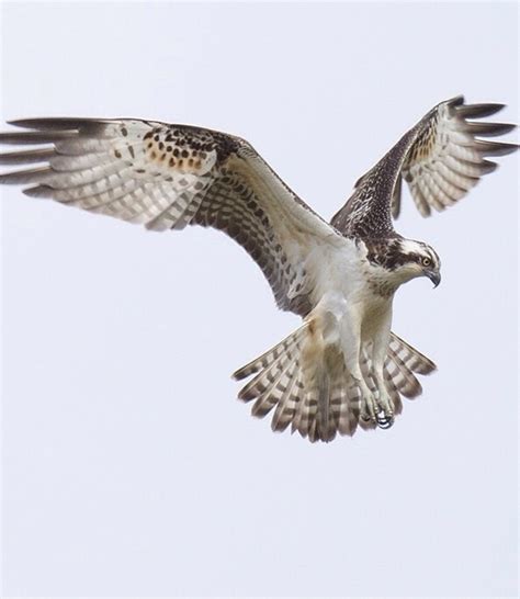 Vogels Nederlandse Roofvogels Flashcards Memorang