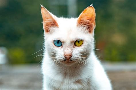 Rarest Eye Color In Cats Feed Stray Cats