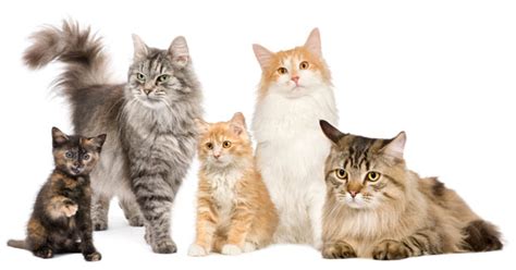 List Common Cat Breeds With Pictures