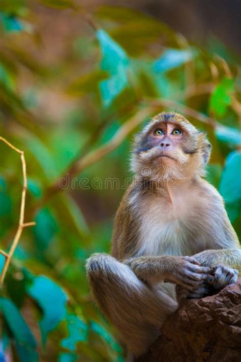 Monkey In The Natural Habitat Thailand Stock Photo Image Of Happy