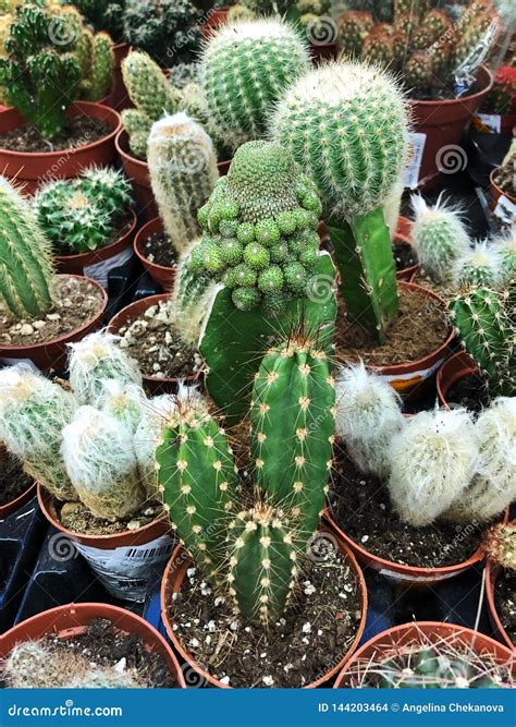 Beautiful Green Potted Cacti On The Market Stock Photo Image Of