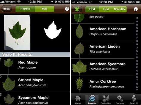 Updated on mar 12, 2021. Leafsnap App Uses Your iPhone Camera to Identify Trees