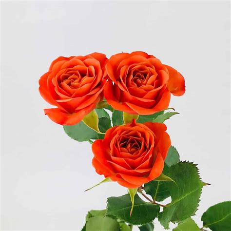 9 Orange Spray Roses Maximusanay