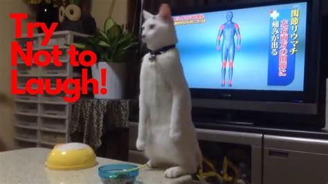 Also, you can share this post with your friends and family by. Funny cats try not to laugh - cats will make you laugh ...