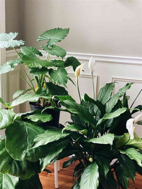 Can A Peace Lily Grow In Water Homestead Gardener