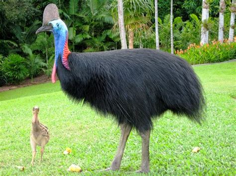 10 Biggest Birds In The World Top 10s