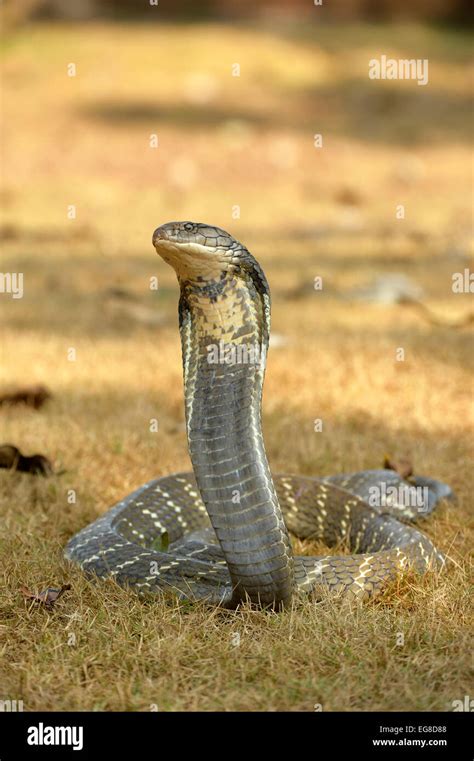King Cobra Ophiophagus Hannah On Ground With Head And Neck Raised In