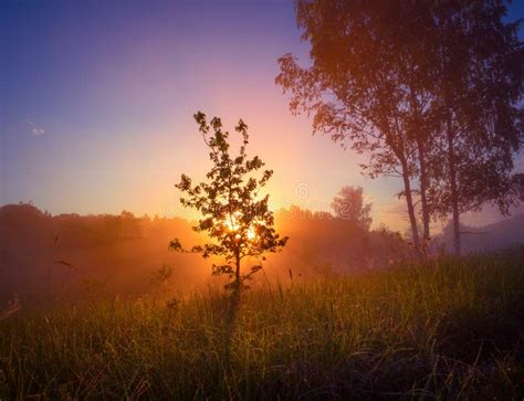 Beautiful Spring Sunrise Landscape With Trees Stock Photo Image Of