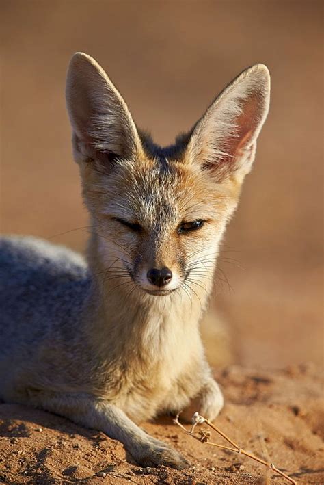 Cape Fox Cama Fox Silver Backed Fox Vulpes Chama Kgalagadi