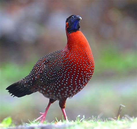 Top 10 Most Beautiful Birds Of Indian Subcontinent