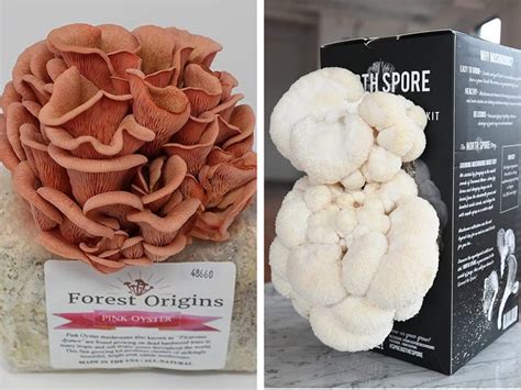 5 best mushroom growing kits recommended by experts