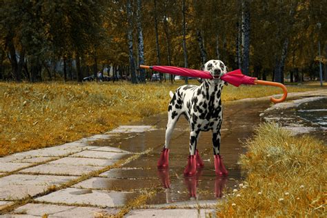 Dog Walking With Umbrella After Autumn Rain Dog Blog