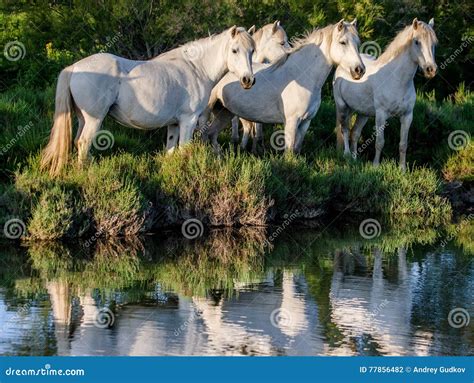 Cavallo Bianco Di Camargue Che Sta Acqua Vicina Con La Riflessione