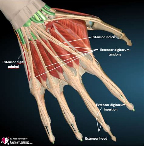 Finger Anatomy Tendons