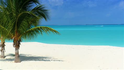 Tropical Palm Treeswhite Sandy Beach And Aqua Blue Sea 60 Fps Stock