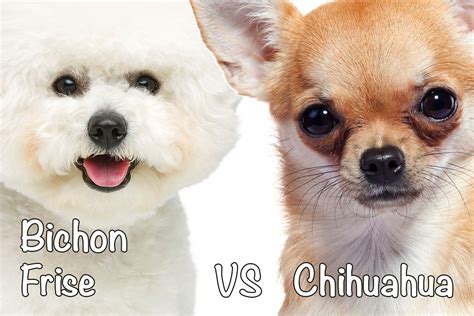 Bichon Frise Vs Chihuahua Which Breed To Get Bichon World