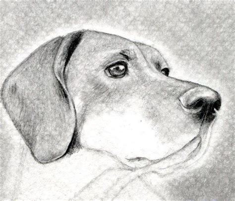 Como Aprender A Dibujar Animales Domesticos A Lapiz 8 Dog Face