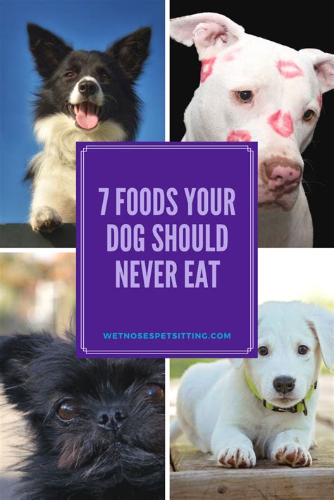 7 Foods Your Dog Should Never Eat Dogs Pet Health Pets
