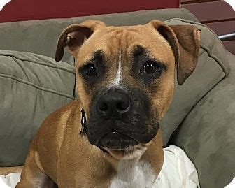 Lake county, cook county, mchenry. Grayslake, IL - Boxer Mix. Meet Crimson, a dog for ...