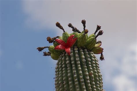 The saguaro cactus is a common image in mexican culture and american southwest films. Saguaro Flower Power Project - Saguaro National Park (U.S ...