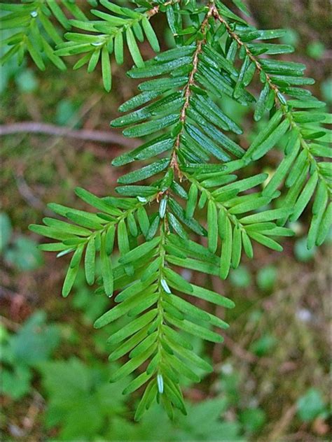 Covers 46 common native tree species of oregon, washington, and the western half of british or, just search for for trees pnw in your app store. Sustainable Living Project:: Edible Plants of the Pacific ...