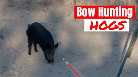 Bow Hunting Hogs Betraying Shadows Youtube