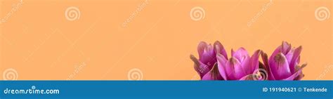 Purple Turmeric Flowers On Orange Background Stock Image Image Of