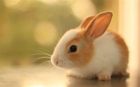Cute Baby Rabbits Rabbit Wallpaper Animals Beautiful