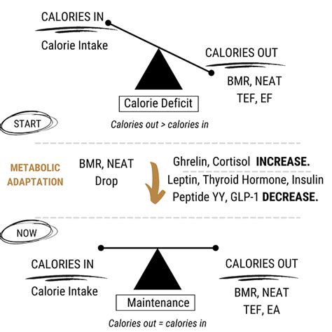 Metabolic Adaptation What Is It Why It Happens And How To Reduce The