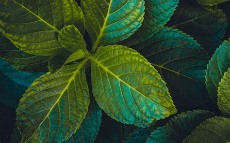 Download Wallpaper 3840x2400 Leaves Plant Carved Green 4k Ultra Hd