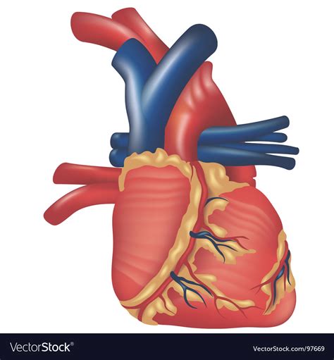 Human Heart Royalty Free Vector Image Vectorstock