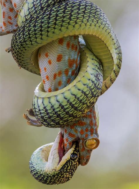 🔥 The Tokay Gecko Bites Back Despite Being Held In The Coils Of The