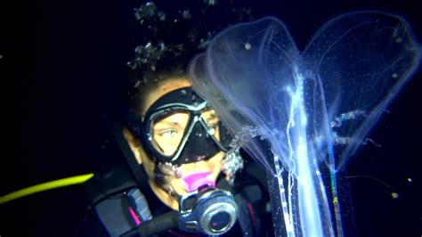 Blackwater Diving Kona Hi Pelagic Fish Siphonophores Jelly Fish