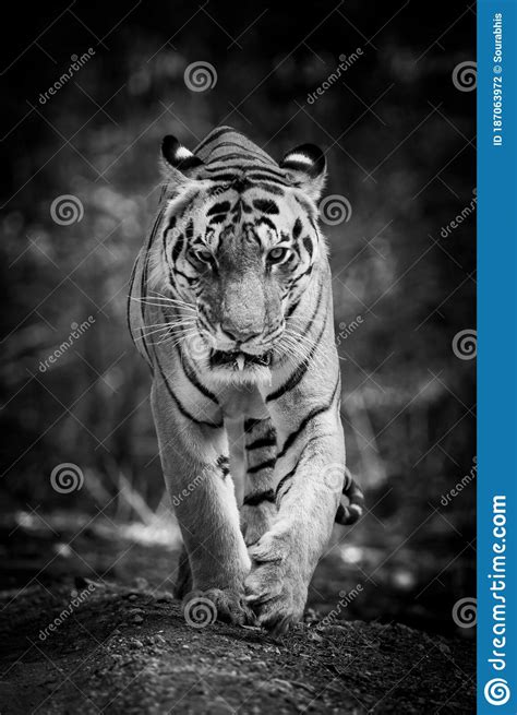 Wild Adult Male Tiger Head On At Eye Level In Black And White At Kanha