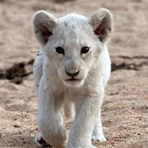 40 Rare Cases Of Animals Being Albino