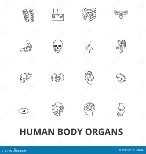 Órganos Del Cuerpo Humano Cuerpo Humano Anatomía Médica Humana