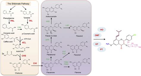 The Flavonoid Biosynthesis Pathway In Plants The Enzymes Marked In
