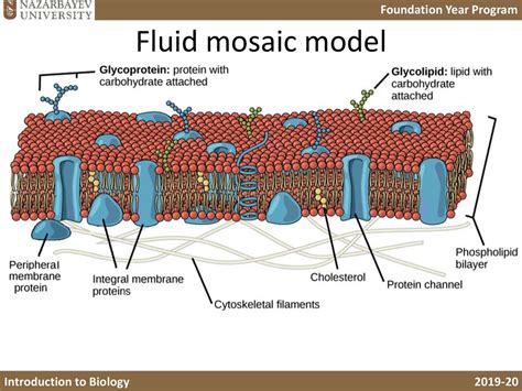 Cells And The Plasma Membrane Lecture B4 презентация онлайн
