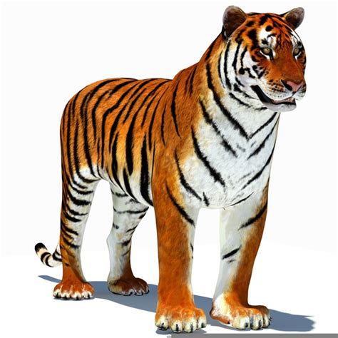 Free Tiger Clipart Images Free Images At Clker Com Vector Clip Art