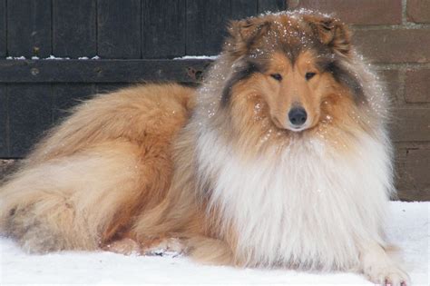Kc Registered Sable Rough Collie Male Thetford Norfolk Pets4homes