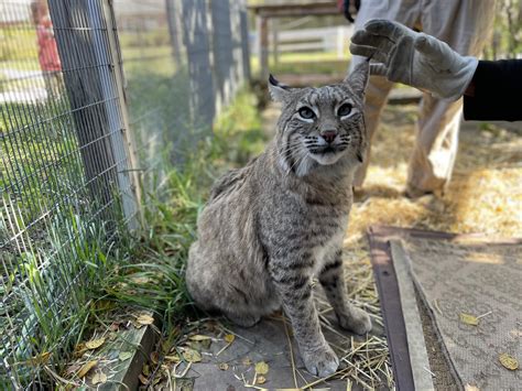 Bobcats Made A Big Comeback In The Midwest But Not Everyone Is Happy They Can Be Hunted Again