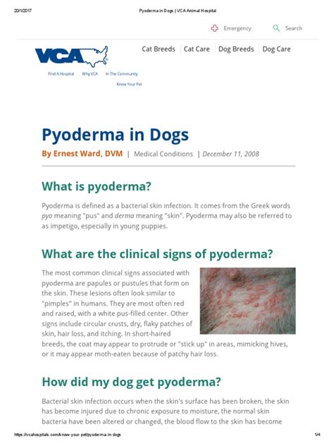 Pyoderma In Dogs Vca Animal Hospital Antibiotics Dogs