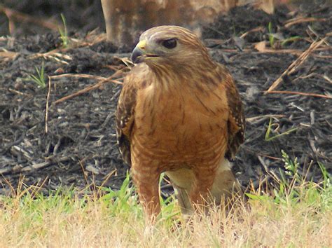 Any of various birds of prey, especially of the genera accipiter and buteo in the family. SE Texas Birding & Wildlife Watching: Watching Hawks